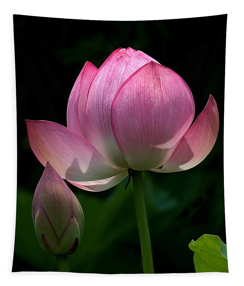 Nature Tapestry featuring the photograph Lotus Bud--Generations i DL015 by Gerry Gantt
