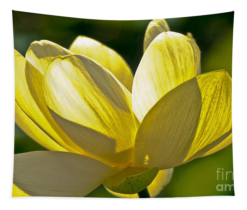 Lotus Tapestry featuring the photograph Lotus Flower by Heiko Koehrer-Wagner