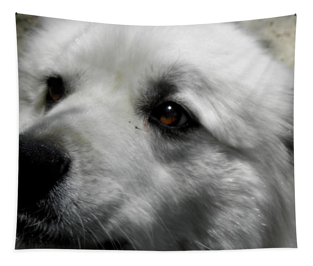 Great Pyrenees Tapestry featuring the photograph Loving eyes and Face by Kim Galluzzo Wozniak