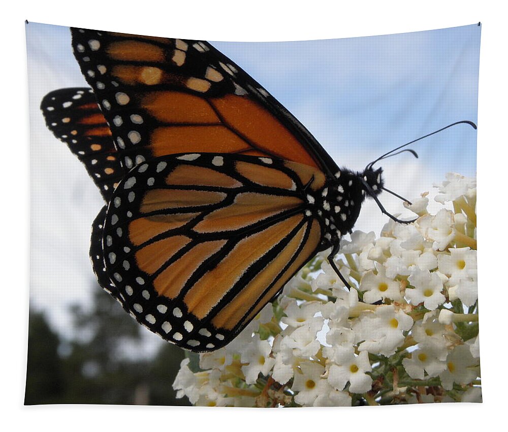 Monarch Tapestry featuring the photograph Loving The Nectar by Kim Galluzzo