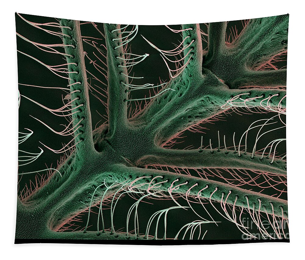 Luna Moth Tapestry featuring the photograph Luna Moth Antennae, Sem by Ted Kinsman