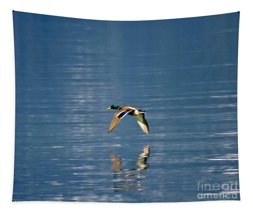 Duck Tapestry featuring the photograph Mallard Drake. by Mitch Shindelbower