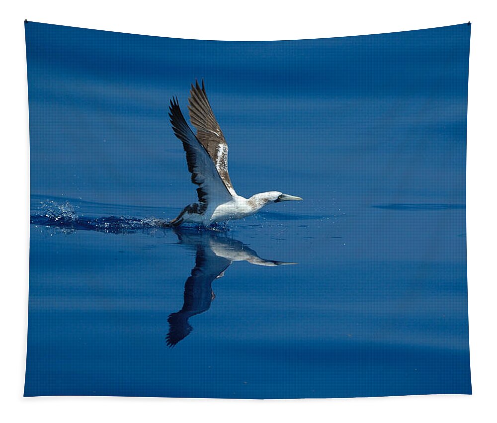 Masked Booby Tapestry featuring the photograph Masked Booby by Bradford Martin