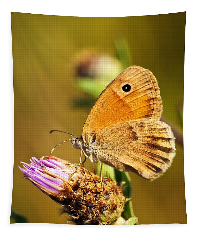 Butterfly Tapestry featuring the photograph Meadow brown butterfly by Elena Elisseeva