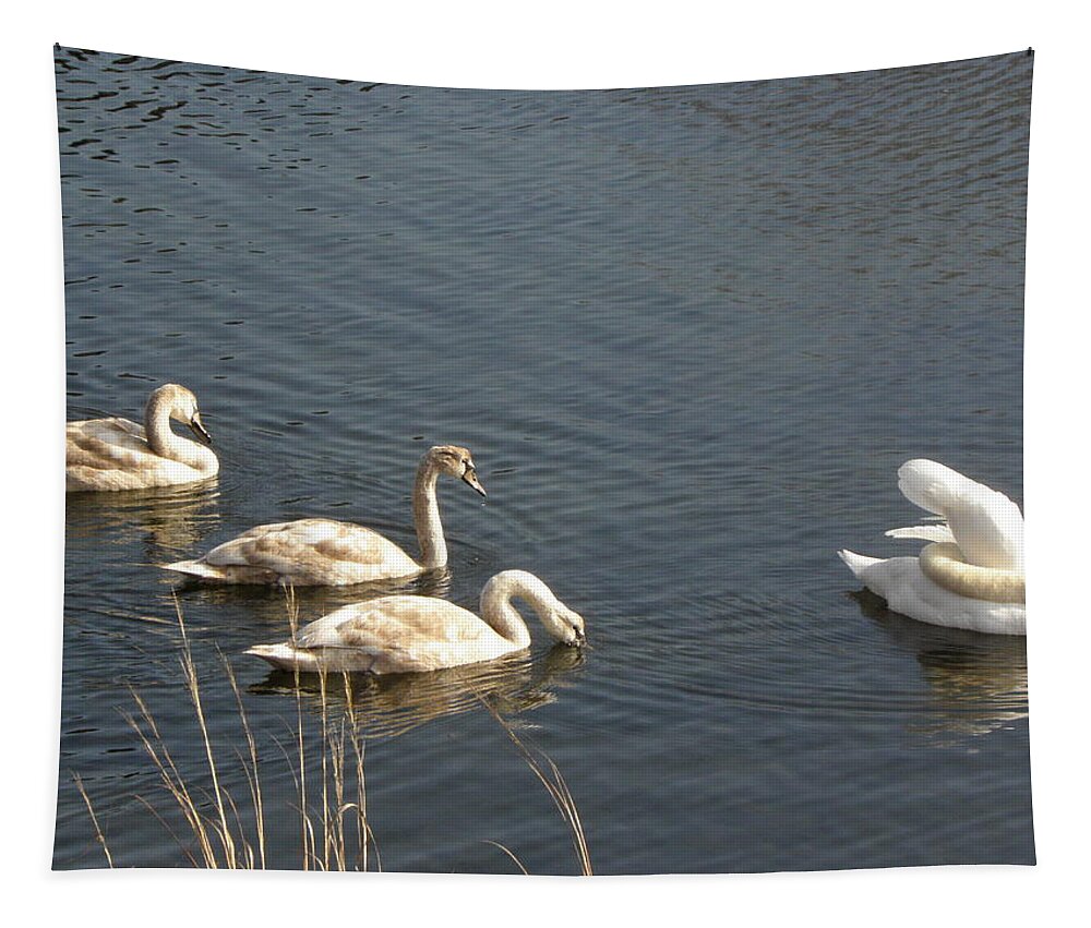 Swan Tapestry featuring the photograph Mom and Triplets by Kim Galluzzo