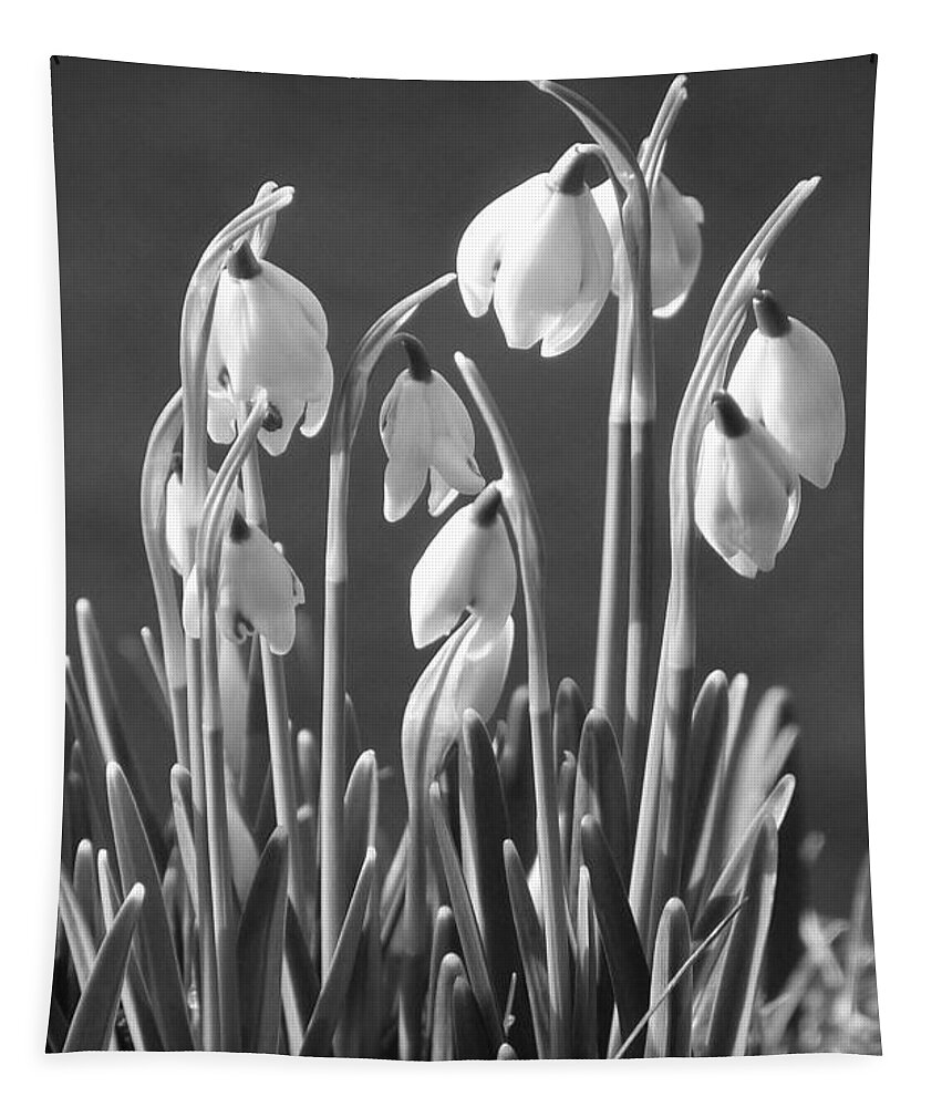 Snowdrops Tapestry featuring the photograph Mono Snowdrops by Lynn Bolt