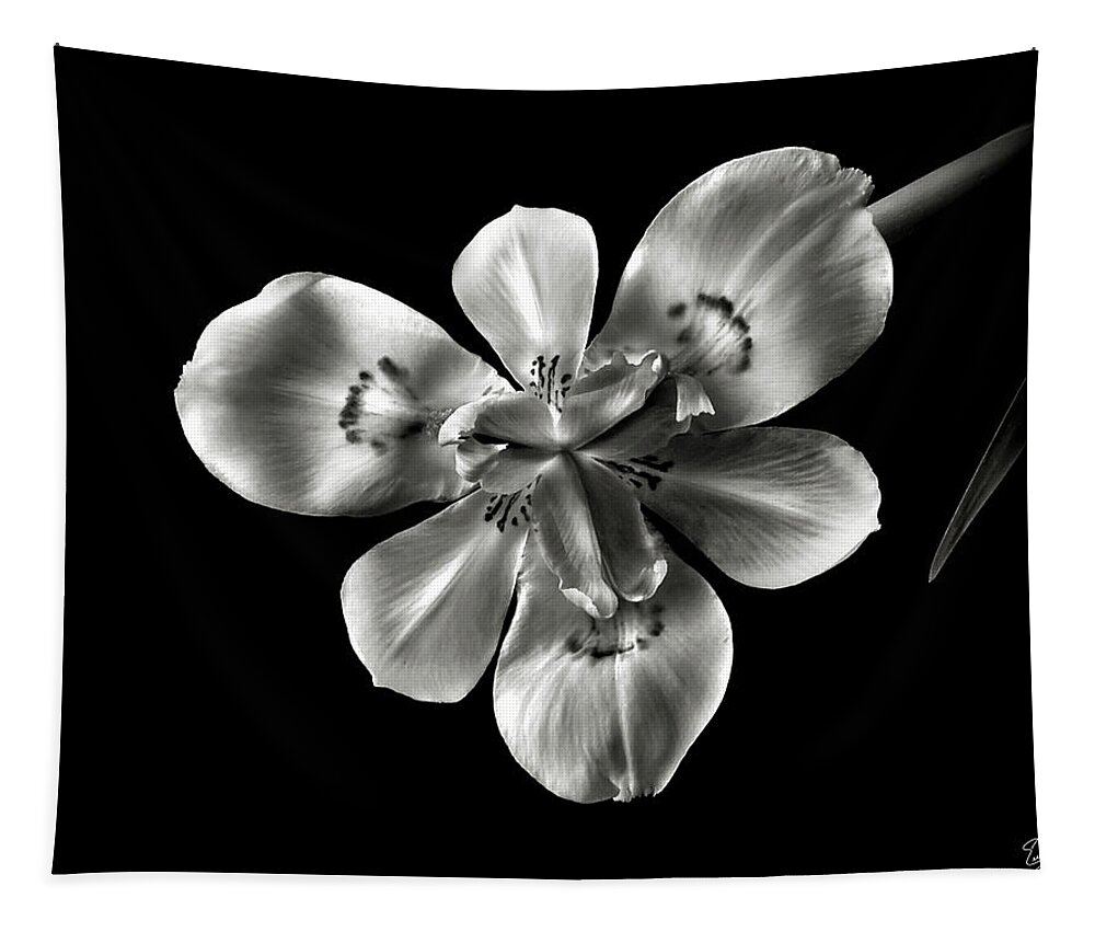 Flower Tapestry featuring the photograph Morea Lily in Black and White by Endre Balogh
