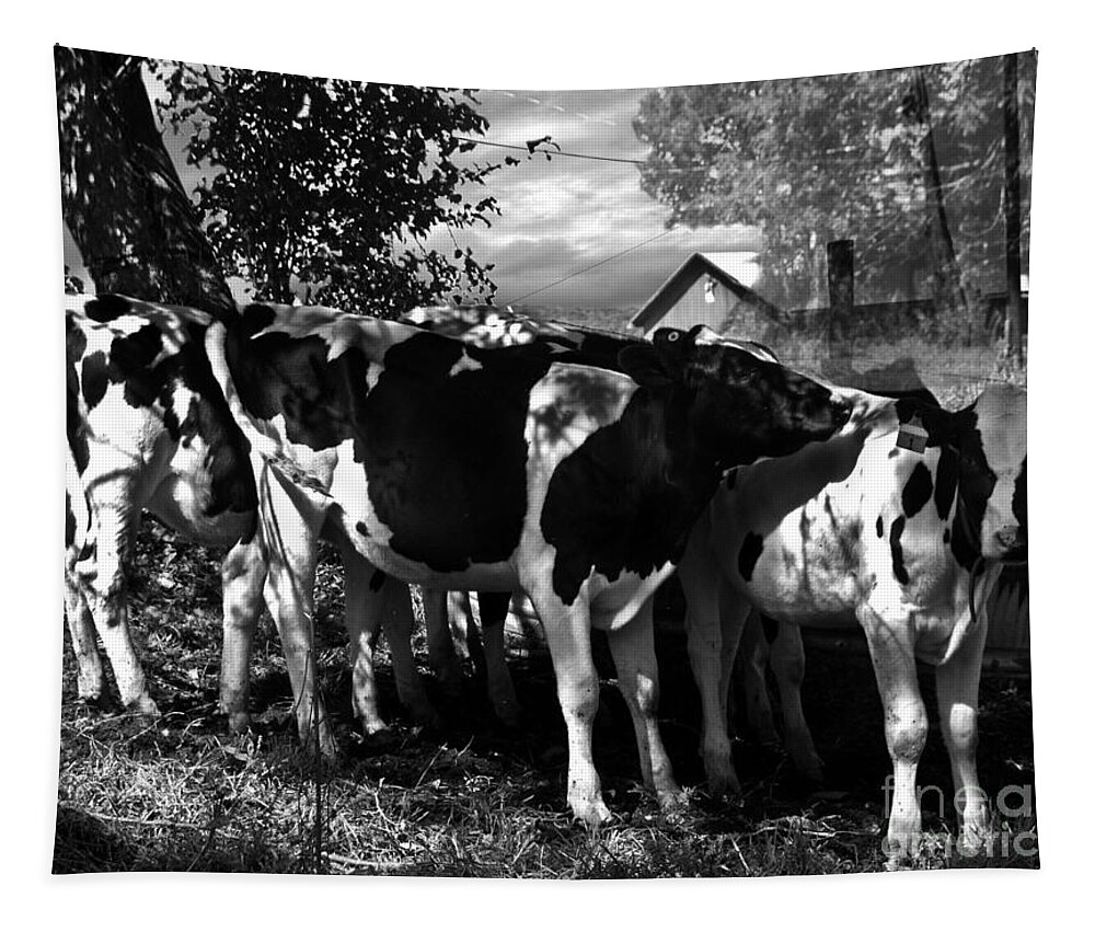 Agriculture Greeting Cards Tapestry featuring the photograph Morning Sun Cascading Intricate Shadows by Danielle Summa