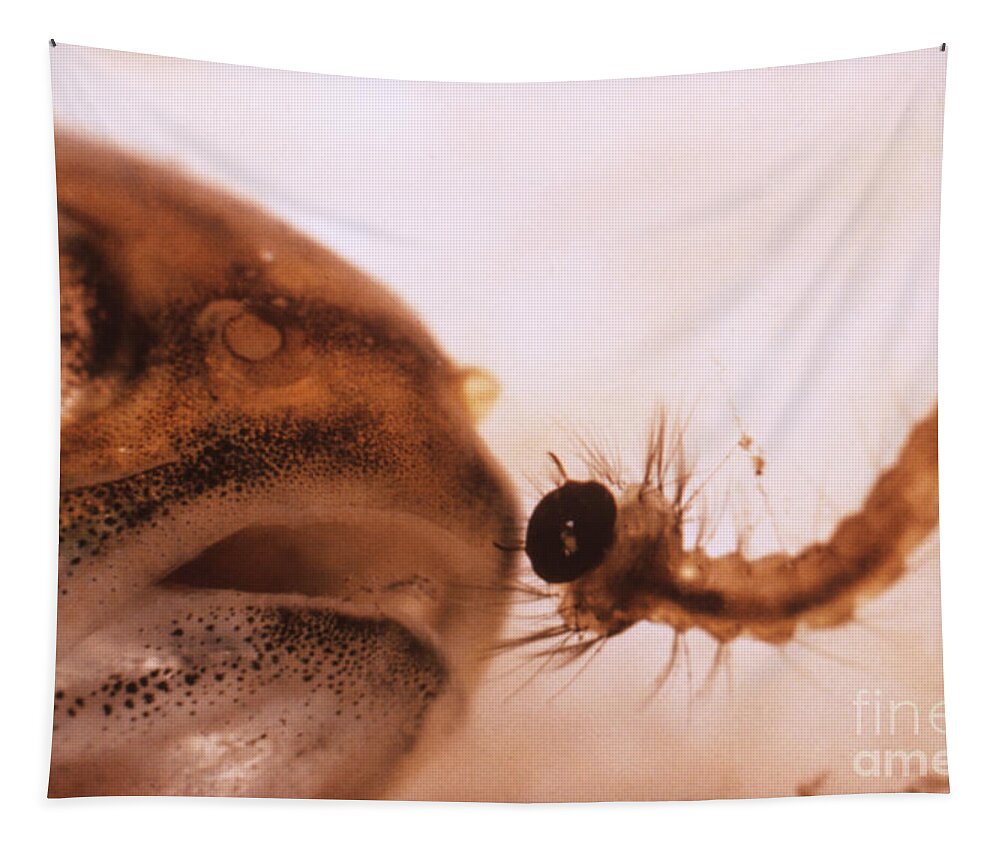 Fauna Tapestry featuring the photograph Mosquito Fish Preparing To Ingest by Science Source