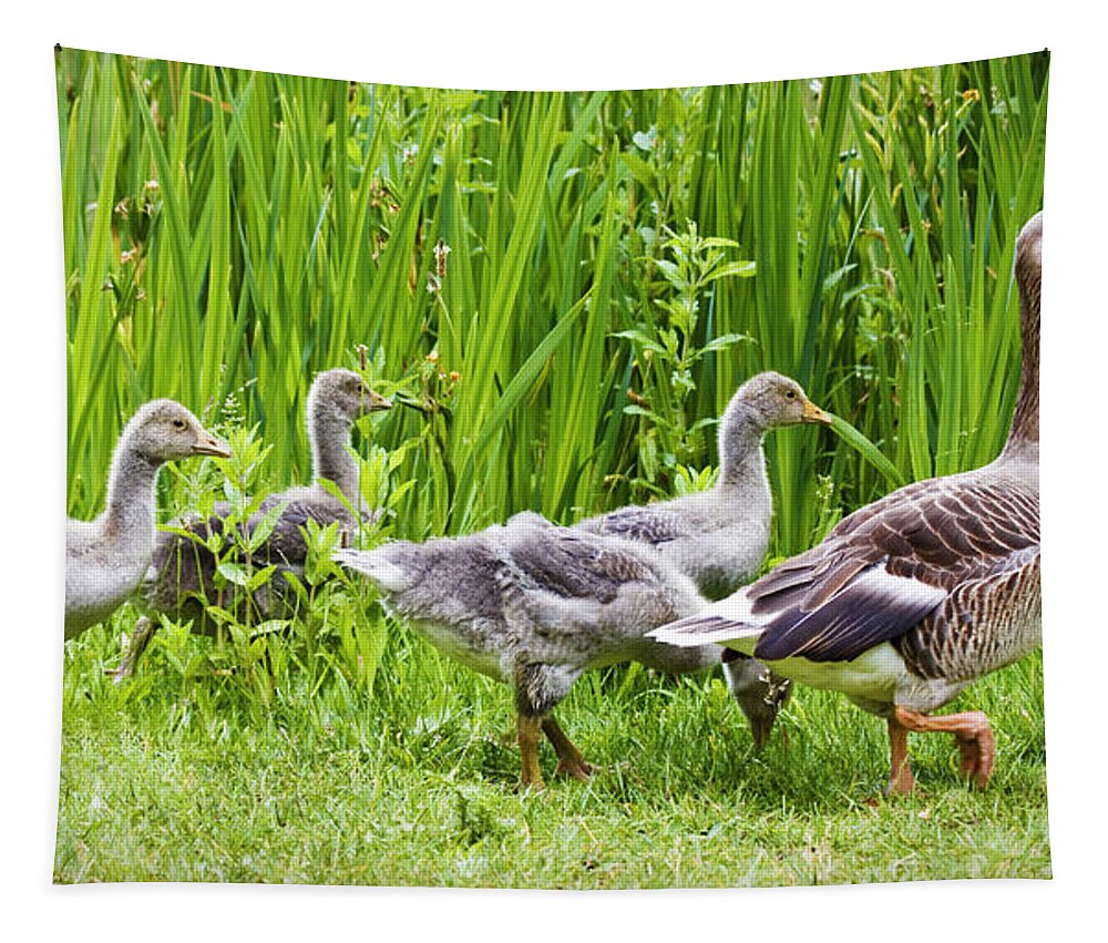 Aloof Tapestry featuring the photograph Mother goose leading goslings by Simon Bratt