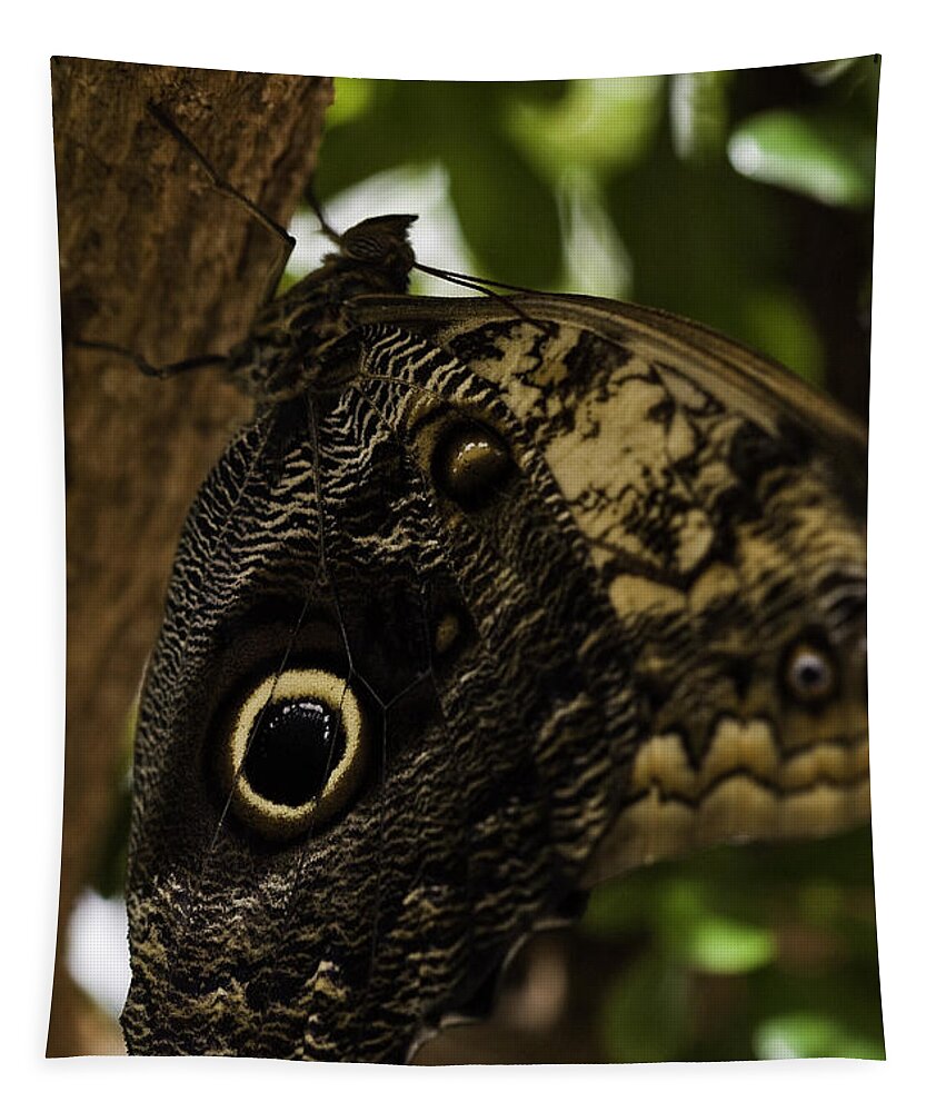 Mournful Owl Tapestry featuring the photograph Mournful Owl Butterfly by Perla Copernik