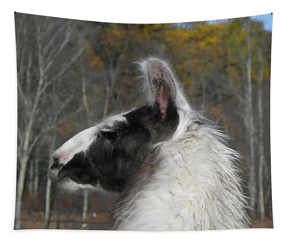 Alpaca Tapestry featuring the photograph Mr Alpaca in the country by Kim Galluzzo Wozniak