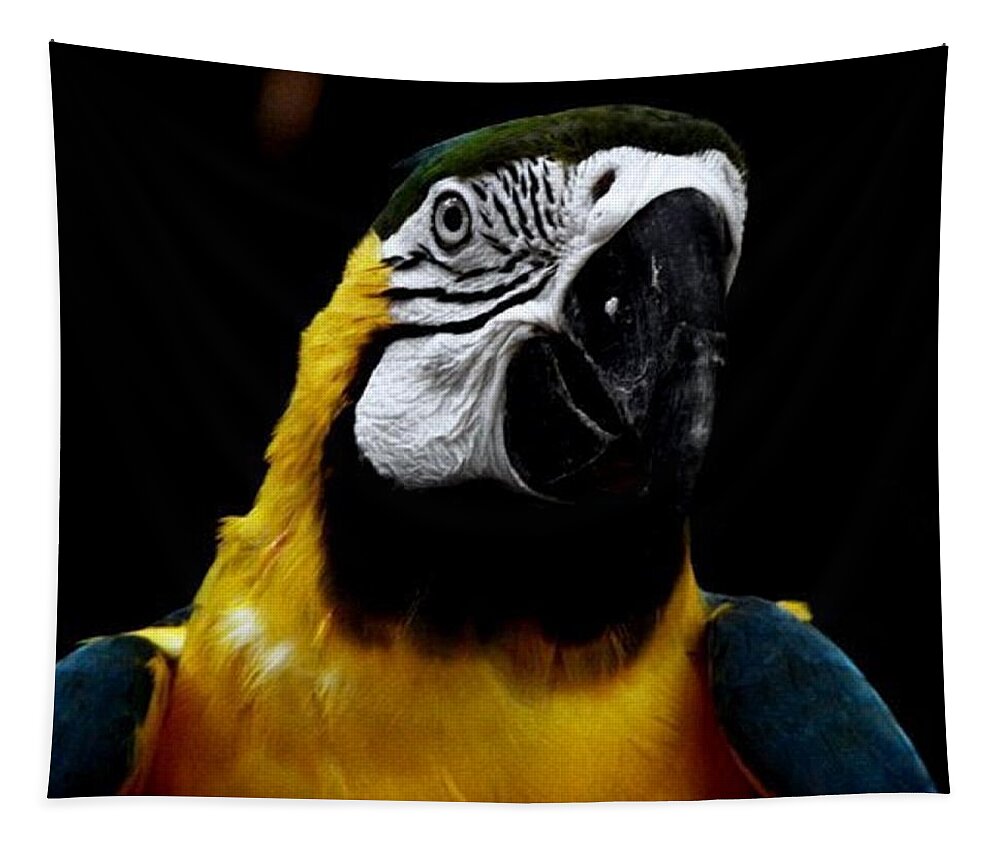 Parrot Tapestry featuring the photograph Mr Polly by Kim Galluzzo Wozniak