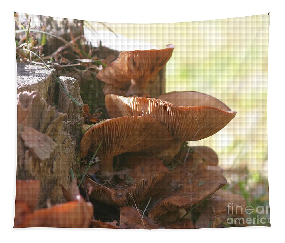 Mushrooms Tapestry featuring the photograph Mushroom Stack by Smilin Eyes Treasures