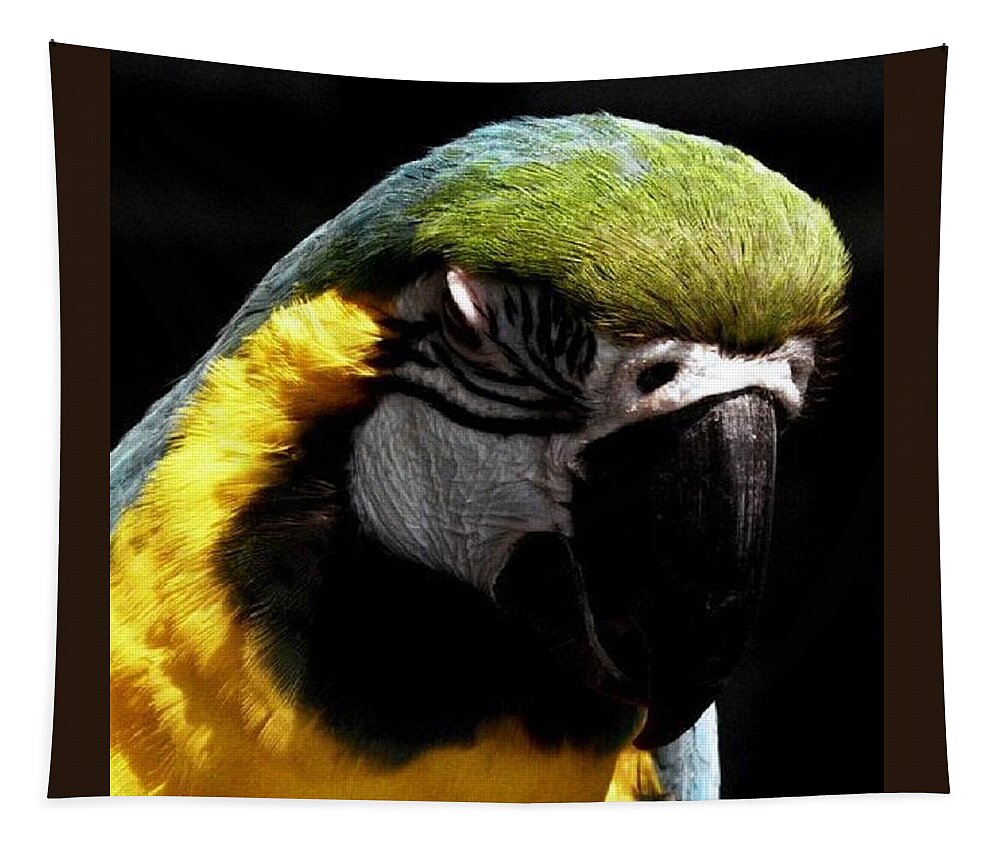 Macaw Tapestry featuring the photograph Nap Time by Kim Galluzzo Wozniak