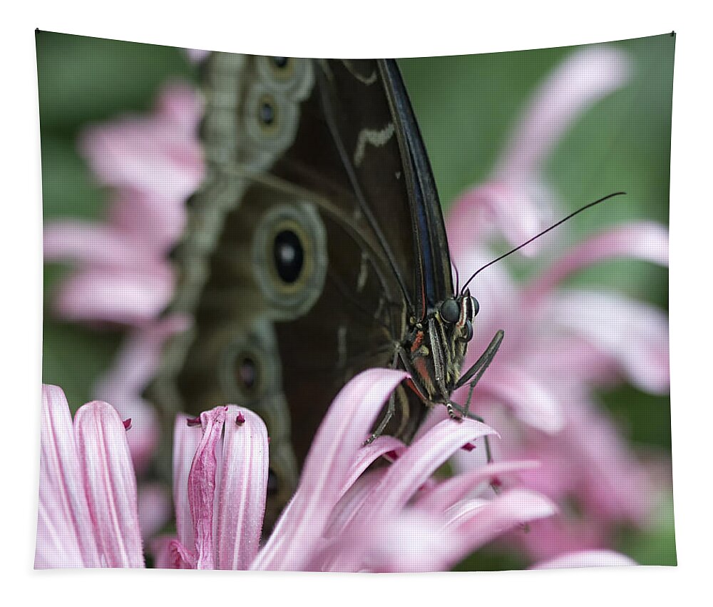 Butterfly Tapestry featuring the photograph Northern Pearly-Eye on Pink by Bill and Linda Tiepelman