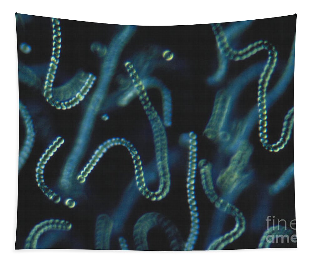 Light Microscope Tapestry featuring the photograph Nostoc, Nic by M. I. Walker