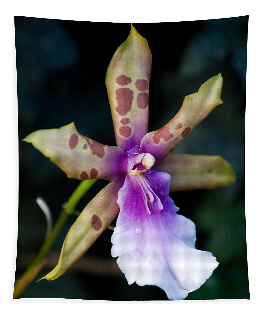 Orchid Tapestry featuring the photograph Oh Lovely Orchid by Trish Tritz