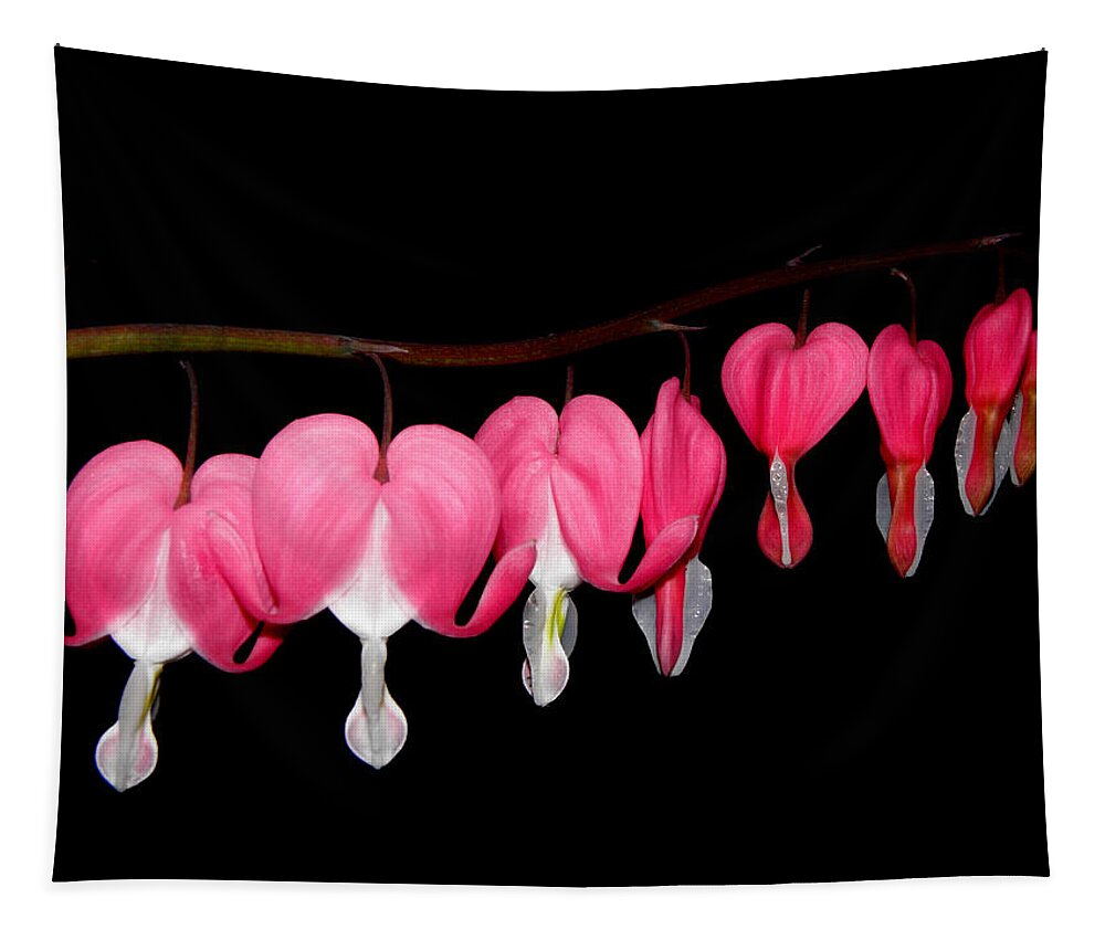 Bleeding Heart Tapestry featuring the photograph Oh My Bleeding Hearts by Kim Galluzzo Wozniak