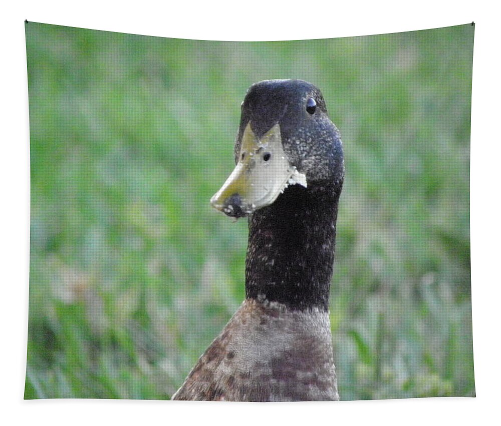 Duck Tapestry featuring the photograph Oh no by Kim Galluzzo
