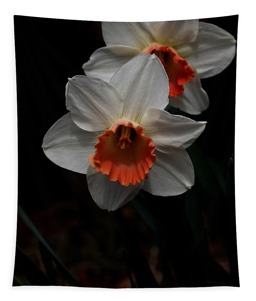 Nature Tapestry featuring the photograph Orange And White Daffodils - 5 by Robert Morin