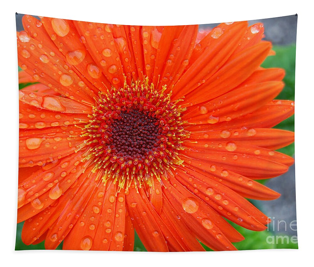 Orange Tapestry featuring the photograph Orange Flower with Raindrops by Grace Grogan