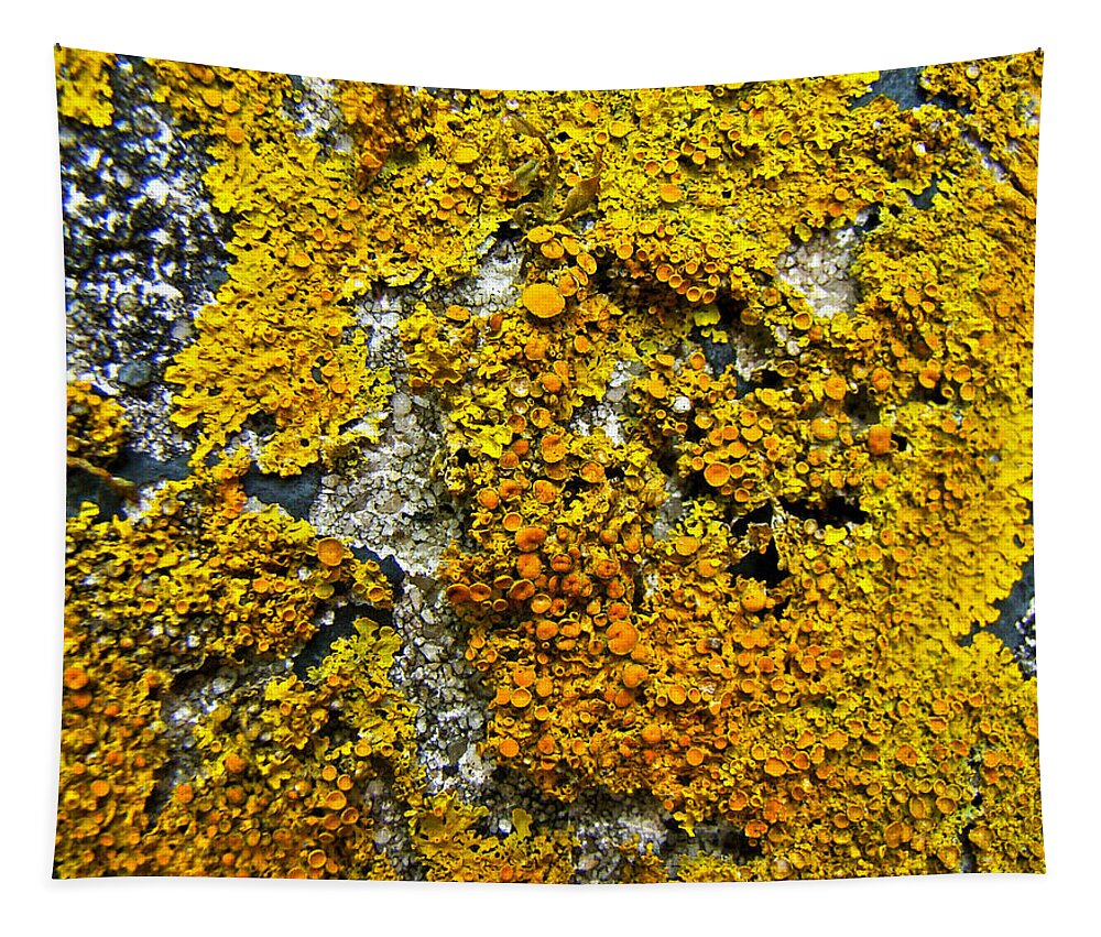 Lichen Tapestry featuring the photograph Orange Lichen - Xanthoria parietina by Carol Senske
