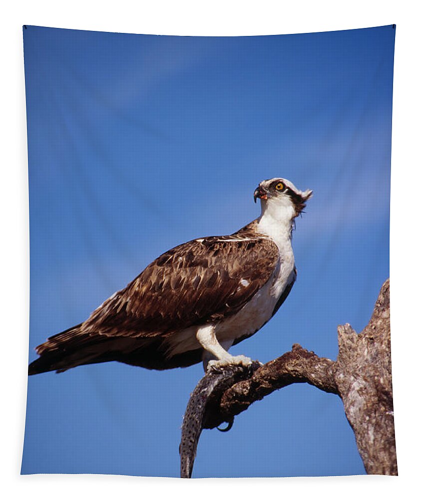 Osprey Tapestry featuring the photograph Osprey with fish by Bradford Martin