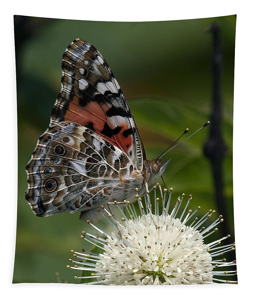 Study Tapestry featuring the photograph Painted Lady Butterfly DIN049 by Gerry Gantt
