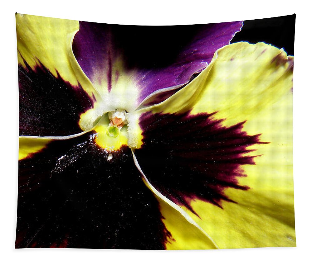 Pansy Tapestry featuring the photograph Pansy brilliance by Kim Galluzzo Wozniak