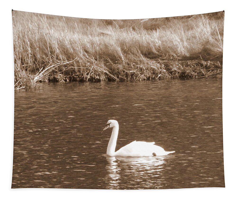 Swan Tapestry featuring the photograph Papa Swan by Kim Galluzzo
