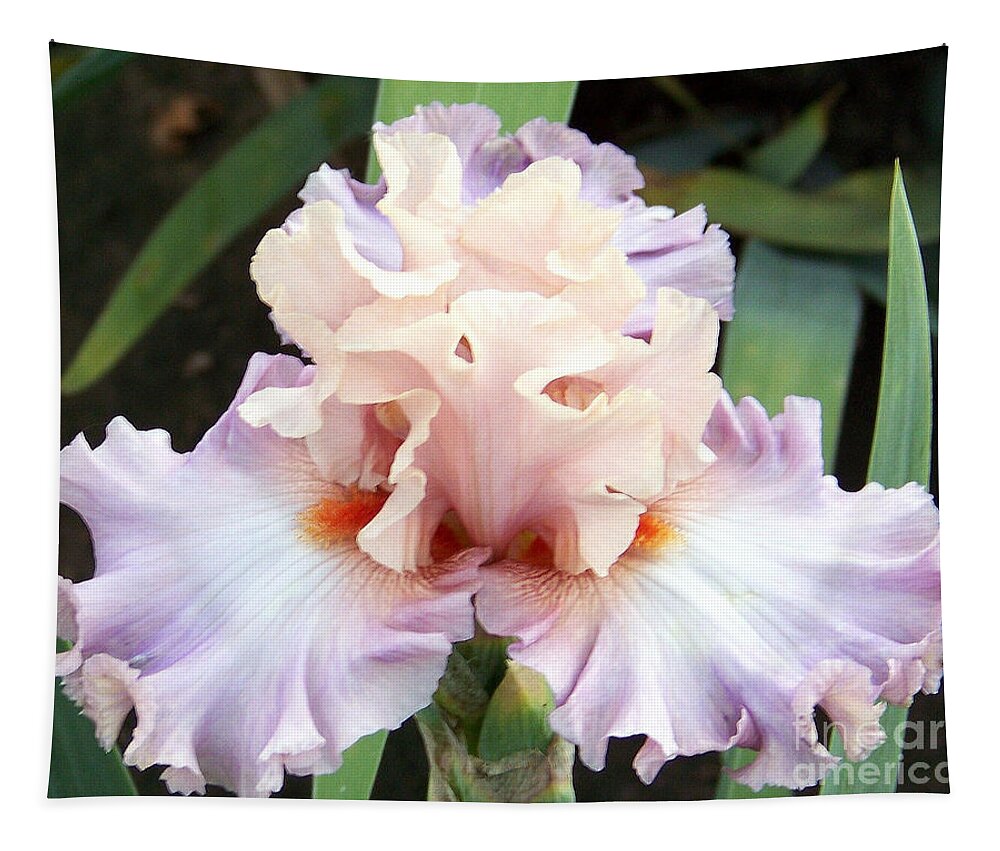 Iris Tapestry featuring the photograph Pastel Variations by Dorrene BrownButterfield