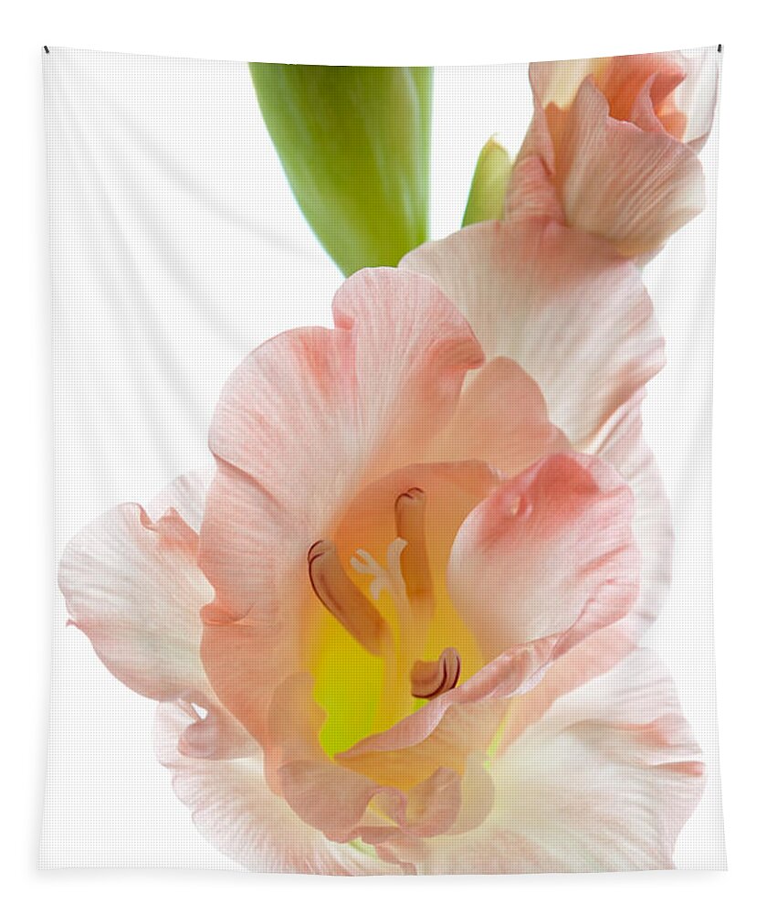 Gladiolus Tapestry featuring the photograph Peach Flushed Gladiolus by Ann Garrett