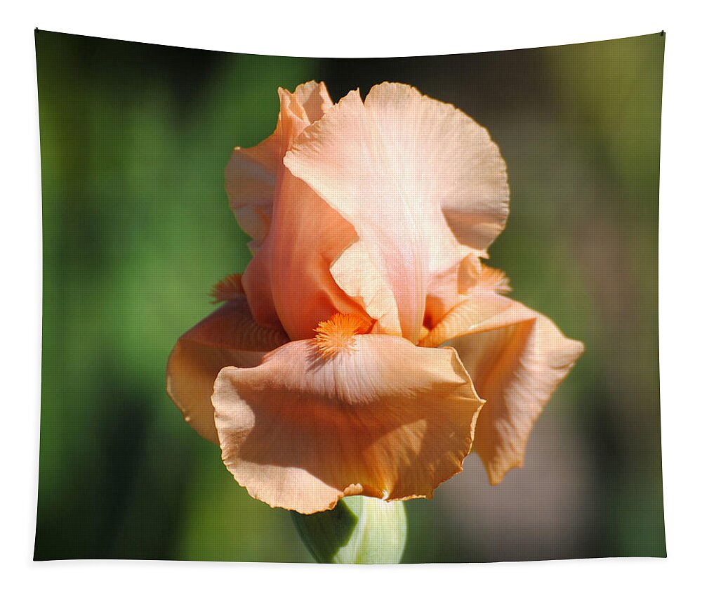 Beautiful Iris Tapestry featuring the photograph Peach Iris Flower II by Jai Johnson
