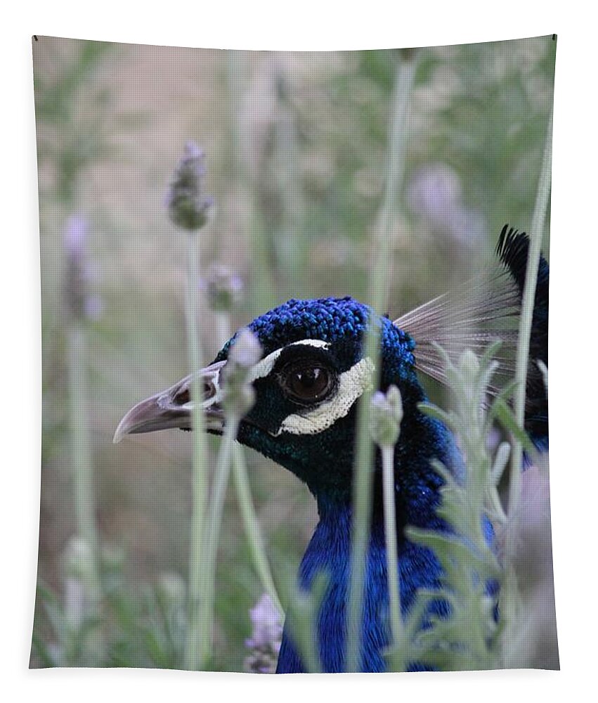  Peafowl Tapestry featuring the photograph Peacock a boo by Amy Gallagher