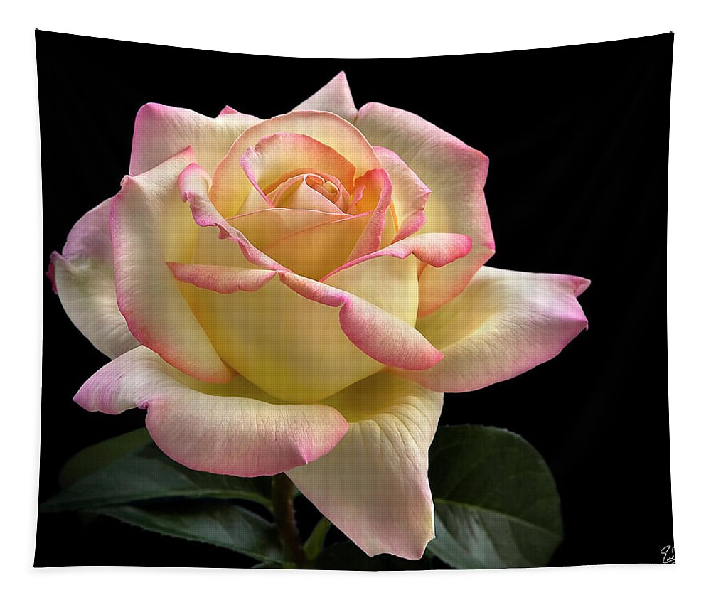 Flower Tapestry featuring the photograph Perfect Rose by Endre Balogh