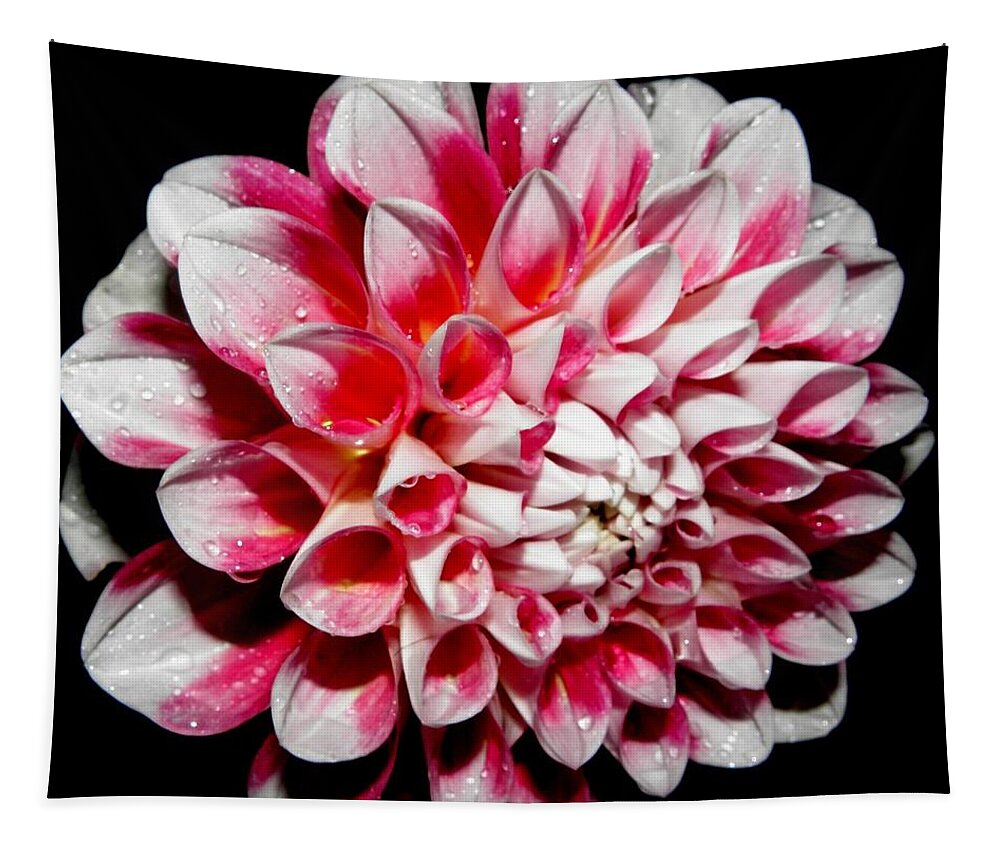 Pink Tapestry featuring the photograph Perfection In Pink by Kim Galluzzo Wozniak