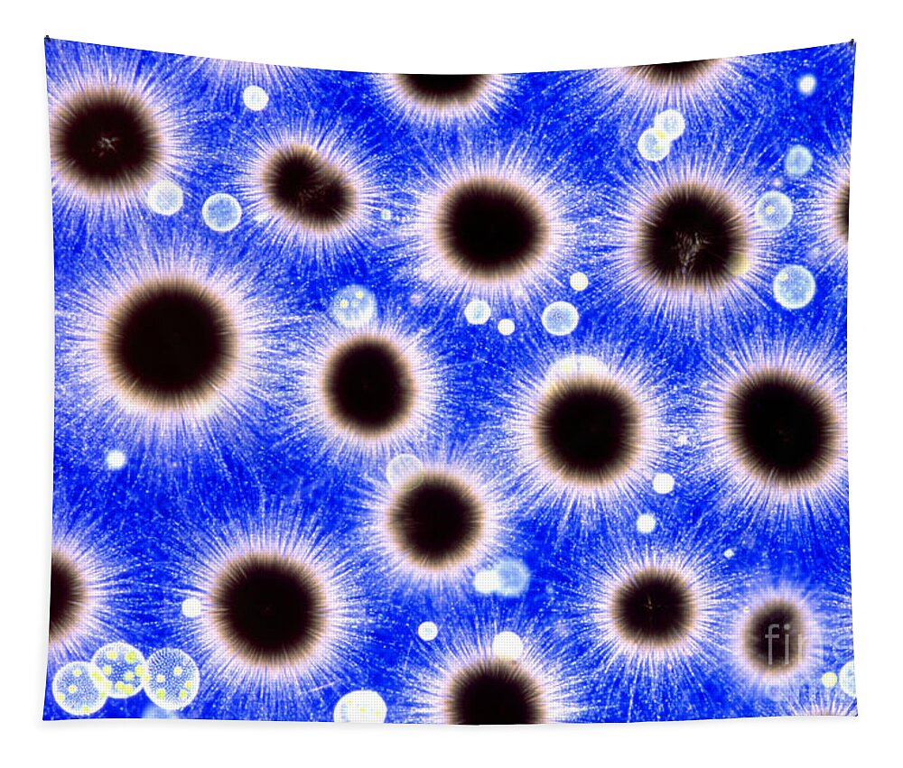 Light Microscopy Tapestry featuring the photograph Phytoplankton Gloeotrichia And Volvox by M I Walker