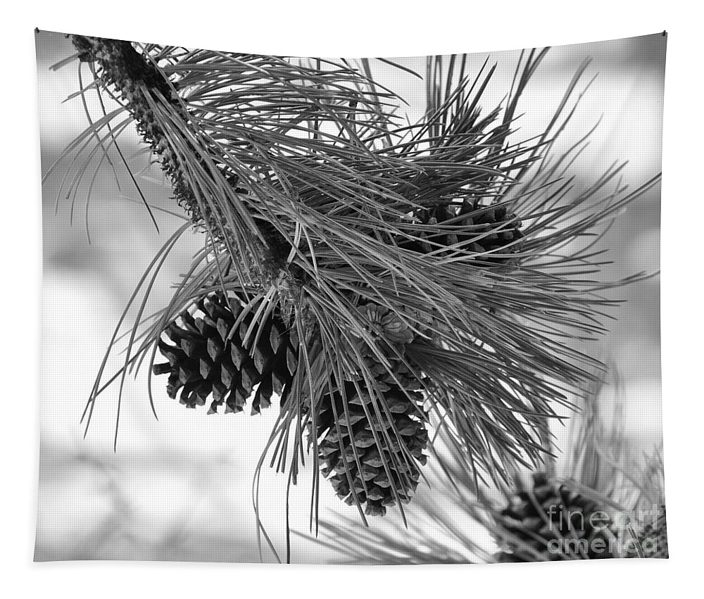 Pine Cones Tapestry featuring the photograph Pine Cones by Dorrene BrownButterfield