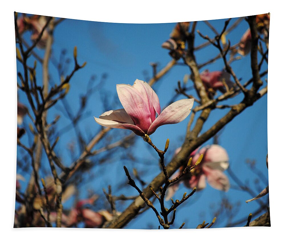 Flower Tapestry featuring the photograph Pink Magnolia Flower by Jai Johnson