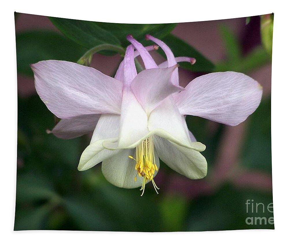 Columbine Tapestry featuring the photograph Pink Perfection by Dorrene BrownButterfield