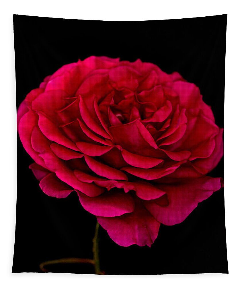 Rose Tapestry featuring the photograph Pink Rose by Steve Purnell