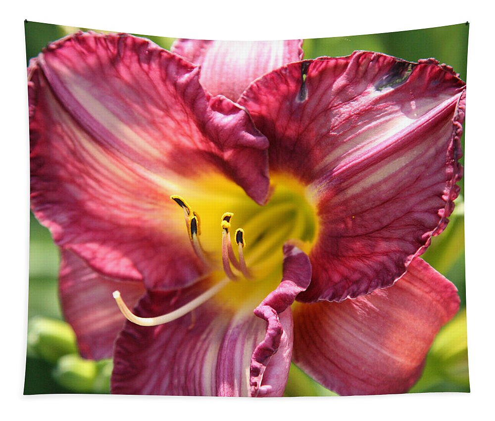 Floral Tapestry featuring the photograph Pink Yellow Lily by Donna Corless