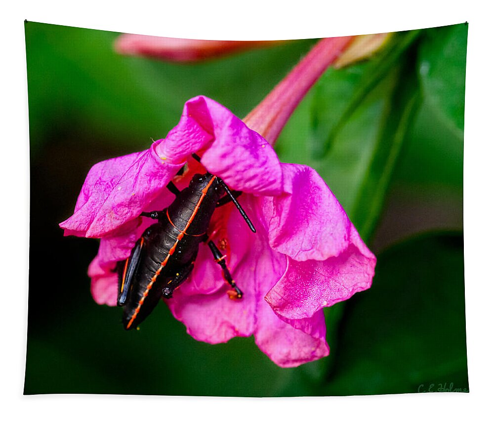 Grasshopper Tapestry featuring the photograph Pit Stop by Christopher Holmes