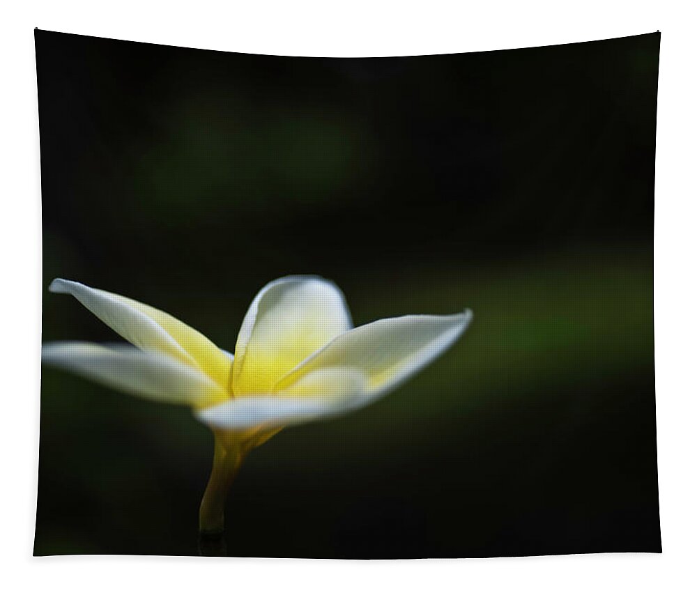 Hawaii Tapestry featuring the photograph Plumeria Texture by Dan McManus