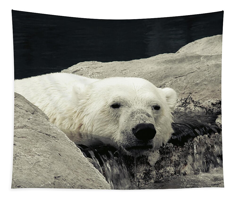 Animal Tapestry featuring the photograph Polar Relaxation by Charles Benavidez