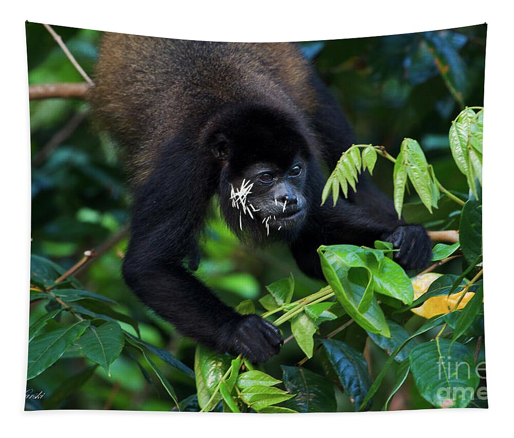 Costa Rica Tapestry featuring the photograph Poor Guy by Sue Karski