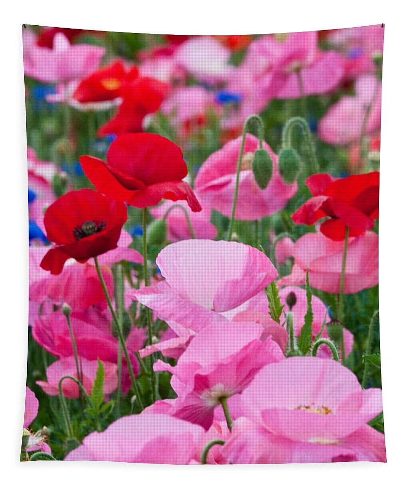 Bakc Yard Tapestry featuring the photograph Poppies by Craig Leaper