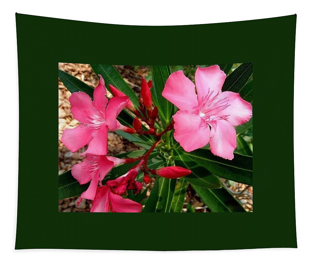 Pink Tapestry featuring the photograph Popping Pink by Kim Galluzzo Wozniak