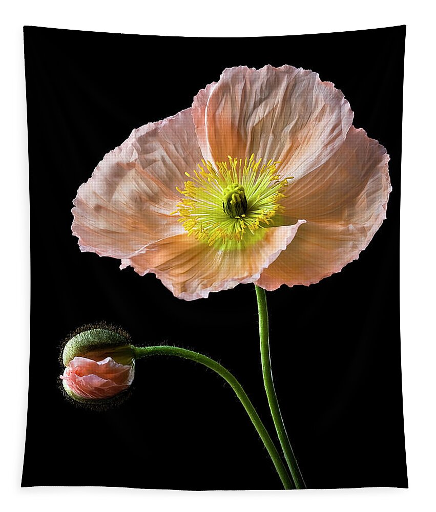 Flower Tapestry featuring the photograph Poppy by Endre Balogh